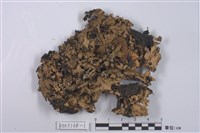 藏品(斑葉衣屬)的圖片